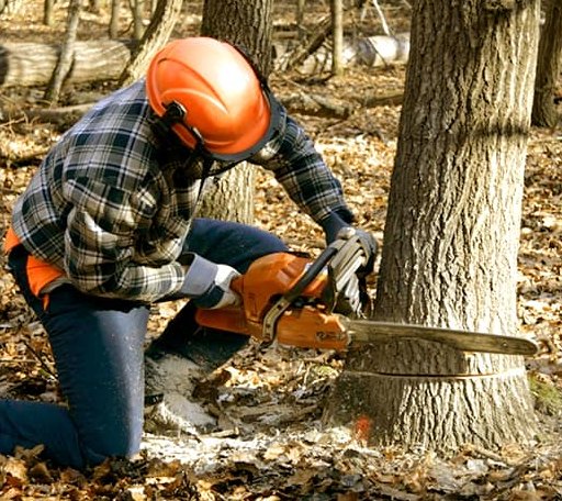 Tree Removal in Mount Savage, MD